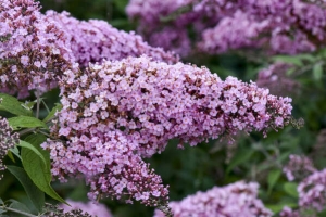 Buddleia 'Pink Cascade' New 2025